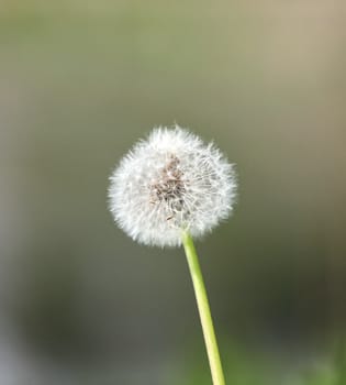 one big fluffy dandelion on blurred background close up