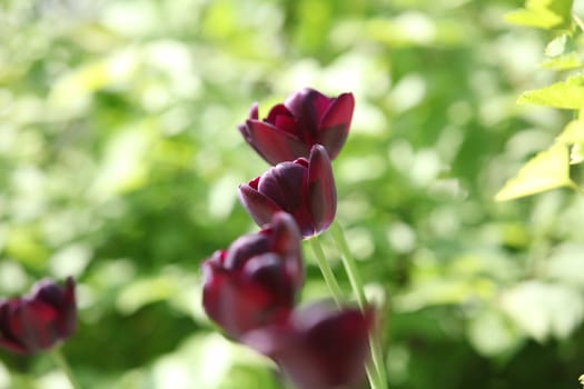 bright burgundy flowers tulips close up