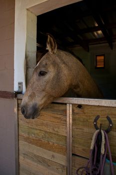 Horse inside stable, 