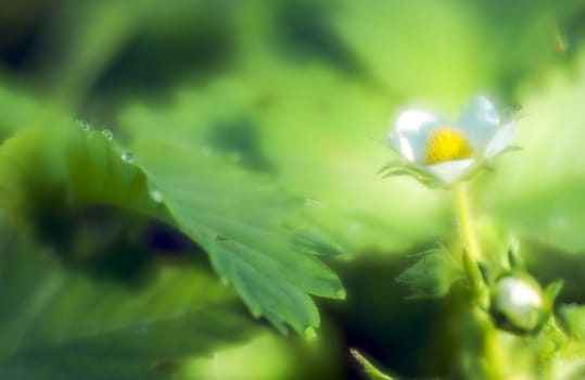 Strawberry flower and green leaf with drops of morning dew through monocle lens