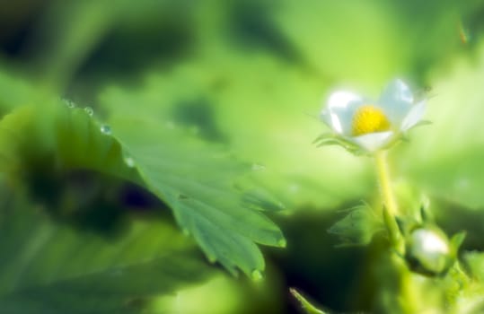 Strawberry flower and green leaf with drops of morning dew through monocle lens