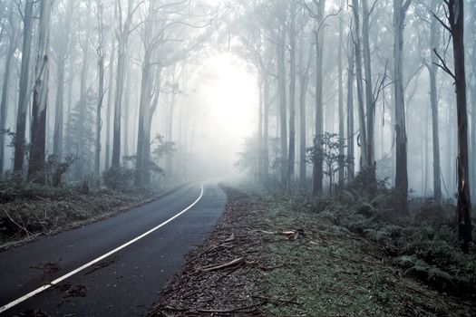 Road through a misty forrest, Journey