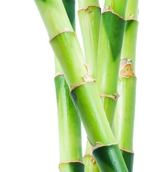 Green bamboo isolated on white