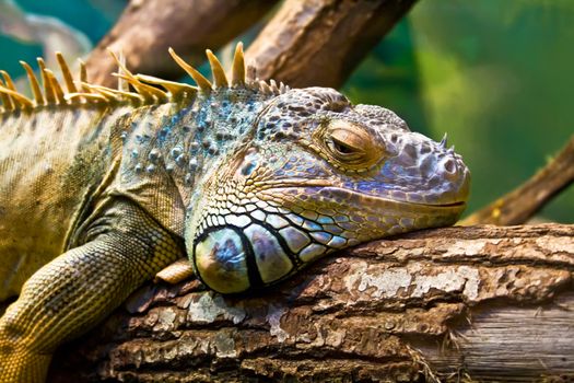 Sad Iguana lying along a branch