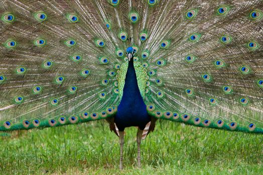 Colorful Peacock displaying it beautiful feathers