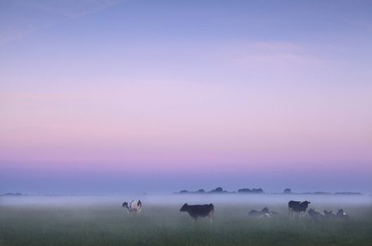 cows in fog on pasture during sunrise in Groningen, Netherlands