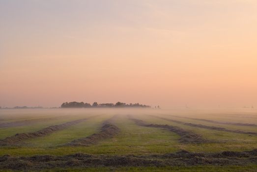 mown grass on Dutch pasture with fog at sunrise