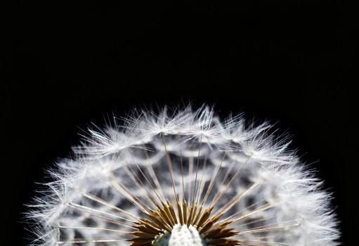 macro of dry dandelion on black background