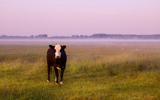 black and white cow on pasture at sunrise in fog