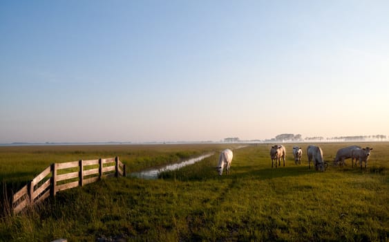 few Dutch beige cows on pasture at early sunrise