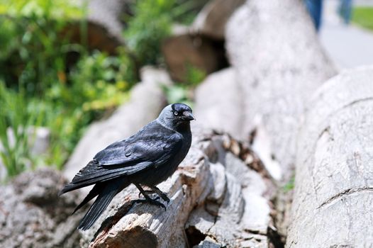 western jackdaw outdoors on the wood