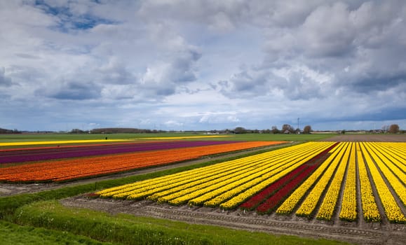 colorful field with many tulips in Schagen in Netherlands