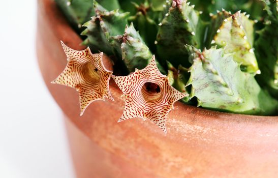 striped small flowers of Stapelia close up over white