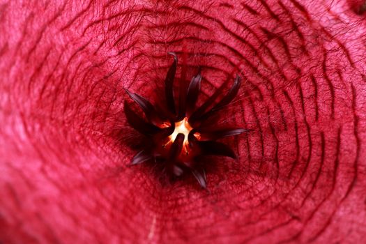 Stapelia purple flower macro