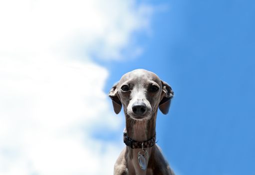 head of one Italian Greyhound over blue sky