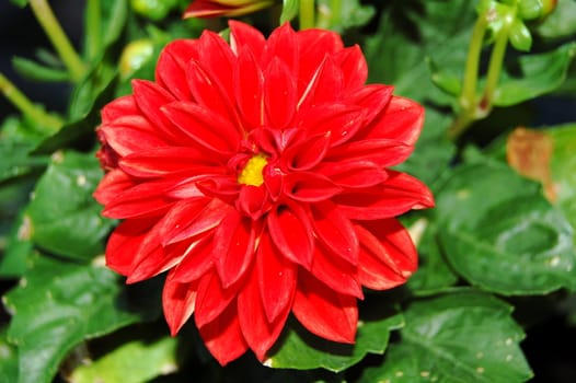 red dahlia for decoration