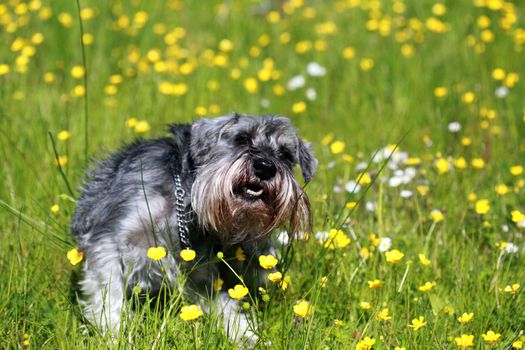 gray cute schnauzer in the grass outdoors