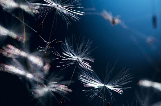 fragment of dry dandelion flower over blue close up