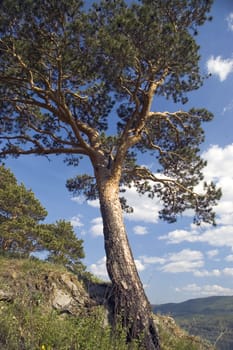 Pine on a background of the light-blue sky.