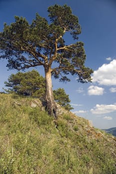  Pine on a background of the light-blue sky.