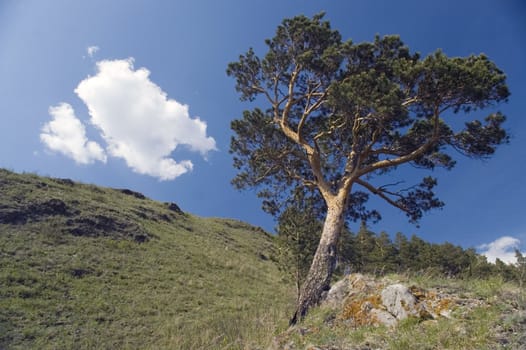 Pine on a background of the light-blue sky.