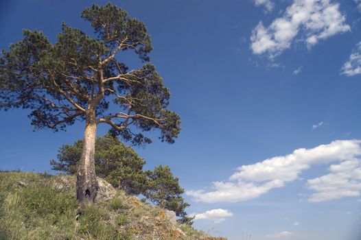  Pine on a background of the light-blue sky.
