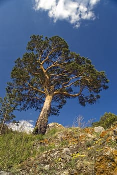 Pine on a background of the light-blue sky.