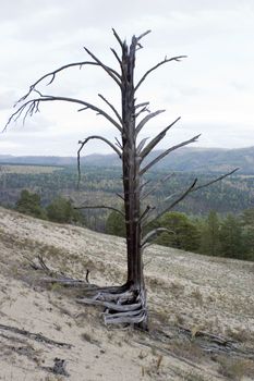 Dry tree on a background of an autumn wood.