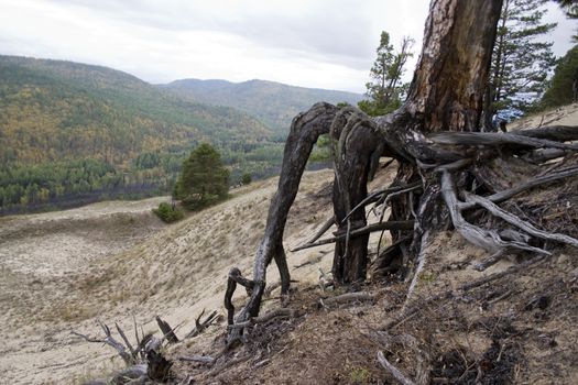 Roots of a dry tree on a background of a mountain wood.