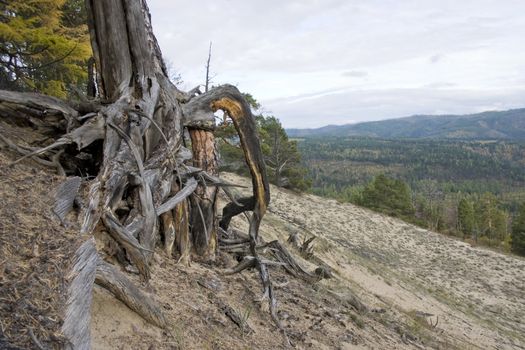 Roots of a dry tree on a background of a mountain wood.