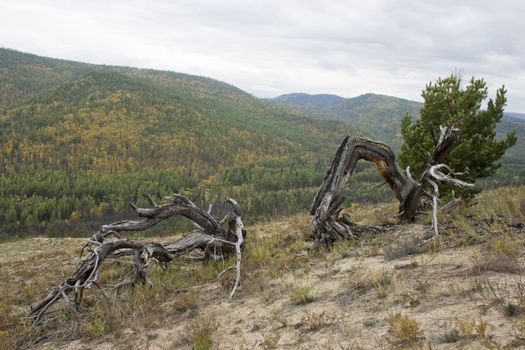 The dry fallen trees on a background of an autumn wood.