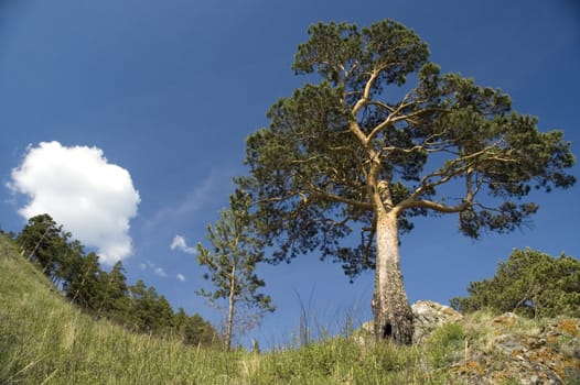 Pine on a background of the light-blue sky.
