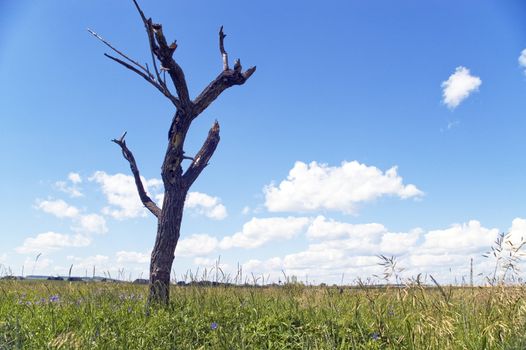 Dry tree on a background of a green grass.