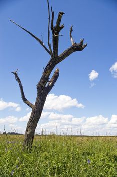 Dry tree on a green meadow.