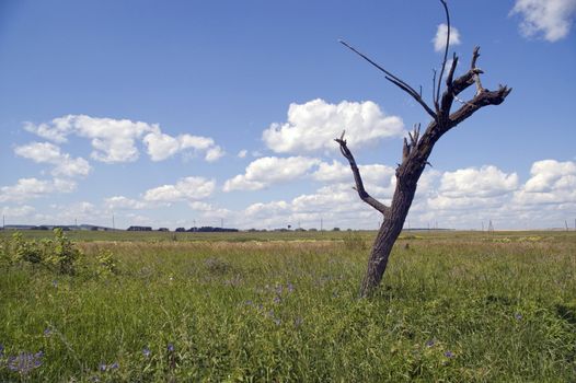 Dry tree on a green meadow.
