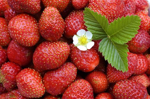 White flower, green sheet on a background of red wild strawberry.