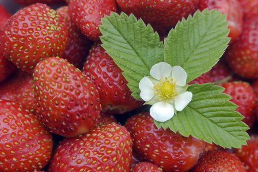 White flower, green sheet on a background of red wild strawberry.