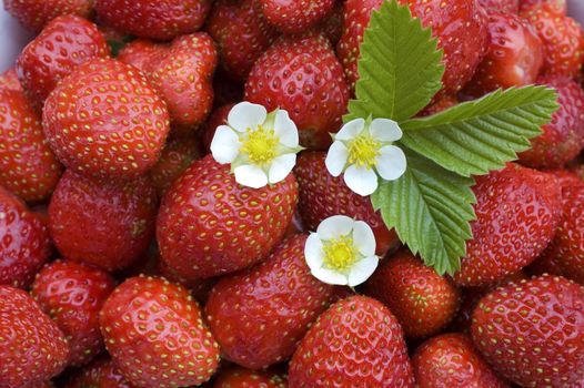 White flower, green sheet on a background of red wild strawberry.