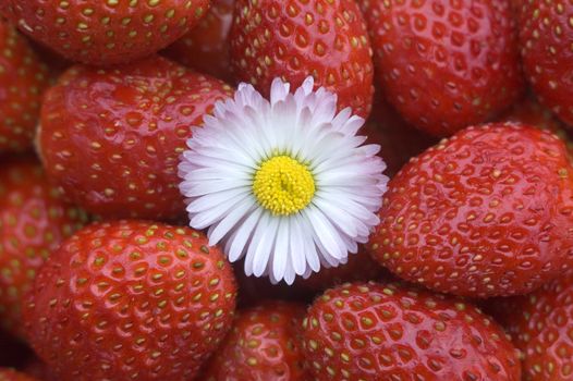 White flower on a background of red wild strawberry.