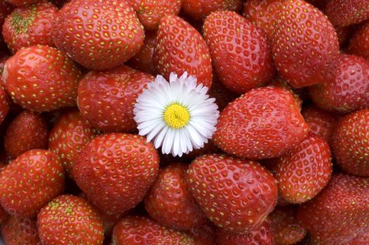 White flower on a background of red wild strawberry.
