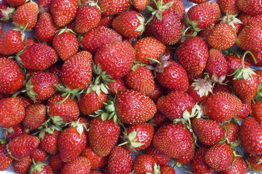 Red, ripe wild strawberry.