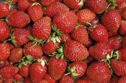 Red, ripe wild strawberry.
