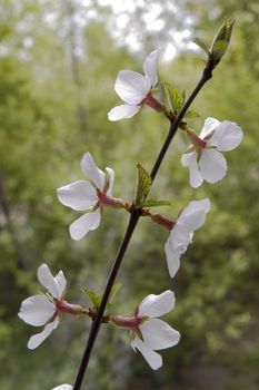 A branch with white flowers and green leaves.