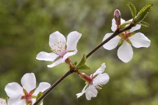 A branch with white flowers and green leaves.