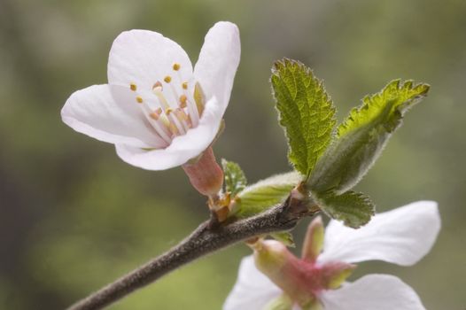  A branch with white flowers and green leaves.