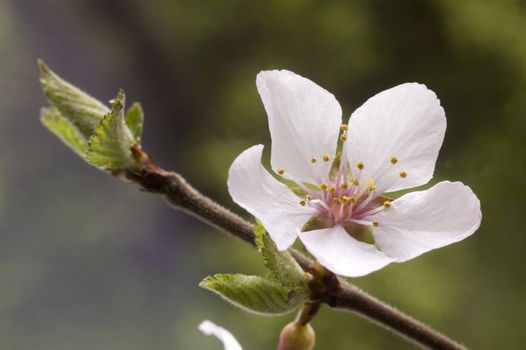  A branch with white flowers and green leaves.