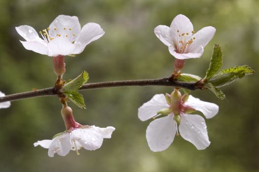  A branch with white flowers and green leaves.