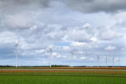 tulip fields and windmills over sky in Netherlands