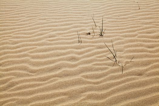 textured background of yellow sand curved by wind