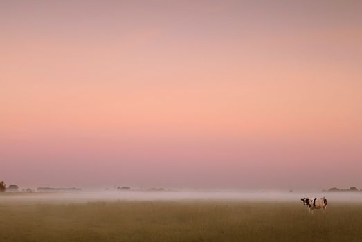 cow on Dutch pasture ay early morning sunrise